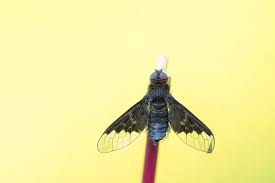 Attēlu rezultāti vaicājumam “Hemipenthes morio”