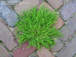 Attēlu rezultāti vaicājumam “Herniaria glabra”