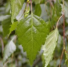Attēlu rezultāti vaicājumam “Betula pendula Youngii”