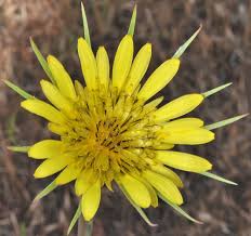 Attēlu rezultāti vaicājumam “Tragopogon heterospermus flower”