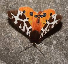 Attēlu rezultāti vaicājumam “Arctia caja”