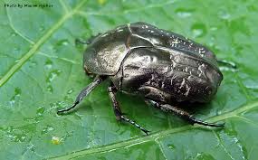 Attēlu rezultāti vaicājumam “Liocola lugubris”