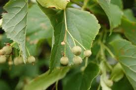 Attēlu rezultāti vaicājumam “Tilia x moltkei”