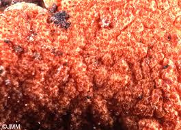 Attēlu rezultāti vaicājumam “Hypomyces armeniacus”