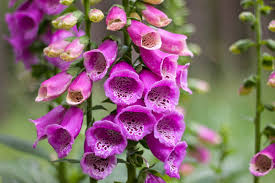 Attēlu rezultāti vaicājumam “Digitalis purpurea”