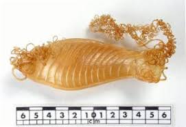 Image result for Cephaloscyllium laticeps