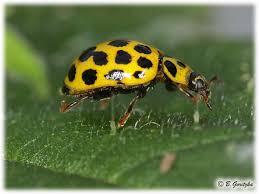 Attēlu rezultāti vaicājumam “Psyllobora vigintiduopunctata”