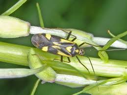 Attēlu rezultāti vaicājumam “Grypocoris sexguttatus”
