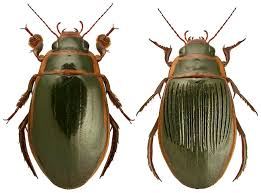 Attēlu rezultāti vaicājumam “Dytiscus sp.”