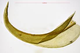 Attēlu rezultāti vaicājumam “Didymodon fallax var. brevifolius”