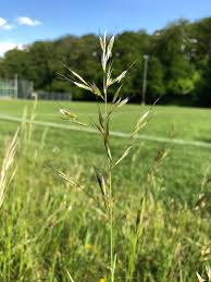 Attēlu rezultāti vaicājumam “Helictotrichon pubescens”