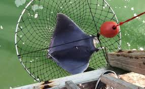 Image result for Mobula hypostoma