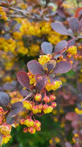 Attēlu rezultāti vaicājumam “Berberis thunbergii flower”