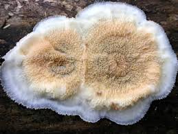 Attēlu rezultāti vaicājumam “Phlebia tremellosa”