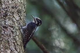 Attēlu rezultāti vaicājumam “Epirhoe tristata”