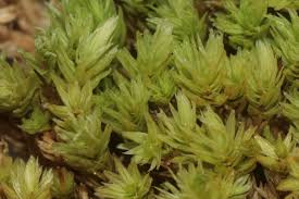 Attēlu rezultāti vaicājumam “Aulacomnium”