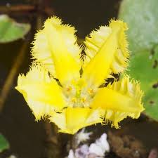 Image result for Seekanne