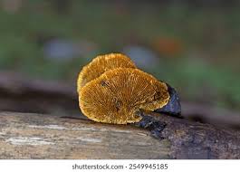 Attēlu rezultāti vaicājumam “Gloeophyllum sepiarium”