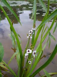 Attēlu rezultāti vaicājumam “Sagittaria sagittifolia”