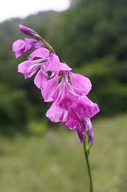 Attēlu rezultāti vaicājumam “Gladiolus imbricatus”