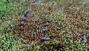 Attēlu rezultāti vaicājumam “Odontoschisma denudatum cells”