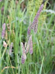 Attēlu rezultāti vaicājumam “Alopecurus pratensis flower”