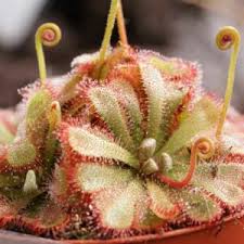 Attēlu rezultāti vaicājumam “Drosera rotundifolia flower”