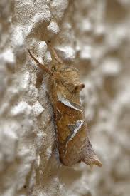 Attēlu rezultāti vaicājumam “Hepialus sylvina female”