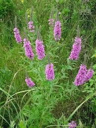 Image result for Lythrum salicaria