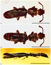 Attēlu rezultāti vaicājumam “Pyrochroidae imago”