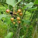 Attēlu rezultāti vaicājumam “Frangula alnus fruit”