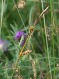 Attēlu rezultāti vaicājumam “Carex hostiana”