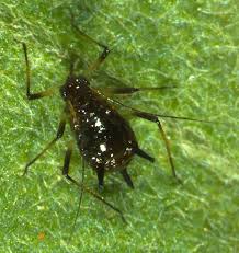 Attēlu rezultāti vaicājumam “Macrosiphoniella absinthii”