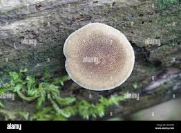 Attēlu rezultāti vaicājumam “Polyporus ciliatus”