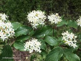 Attēlu rezultāti vaicājumam “Cornus sanguinea”