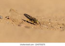 Attēlu rezultāti vaicājumam “Bembix rostrata”