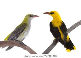 Attēlu rezultāti vaicājumam “Oriolus oriolus”