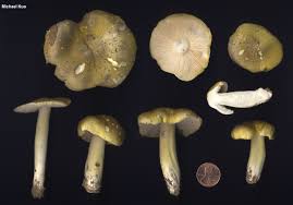 Attēlu rezultāti vaicājumam “Tricholoma album”