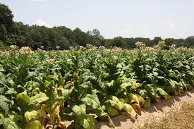 Attēlu rezultāti vaicājumam “Nicotiana tabacum”