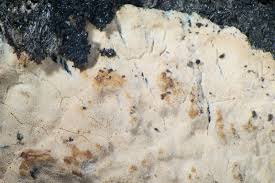 Attēlu rezultāti vaicājumam “Corticium roseum”