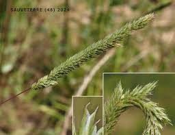 Attēlu rezultāti vaicājumam “Phleum phleoides fruit”