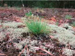 Attēlu rezultāti vaicājumam “Corynephorus canescens”