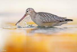 Attēlu rezultāti vaicājumam “Limosa lapponica”