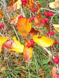 Attēlu rezultāti vaicājumam “Crataegus persimilis fruit”
