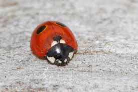 Attēlu rezultāti vaicājumam “Coccinella quinquepunctata”