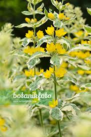 Attēlu rezultāti vaicājumam “Lysimachia punctata flower”