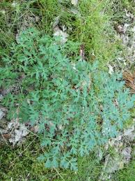 Attēlu rezultāti vaicājumam “Peucedanum oreoselinum”