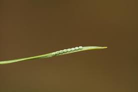 Attēlu rezultāti vaicājumam “Bupalus piniaria female”