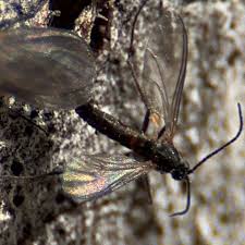 Attēlu rezultāti vaicājumam “Sciaridae”