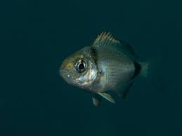Image result for Diplodus vulgaris
